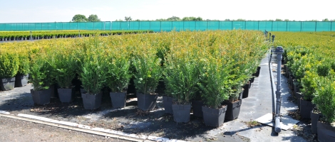 Taxus Baccata