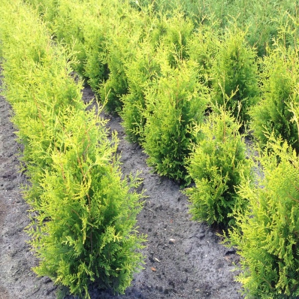 20 Stck Thuja Brabant 80-100 Cm  Frische Lebensbaum Heckenpflanzen  Wurzelware