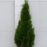 Thuja occidentalis 'Smaragd' 100-120 cm