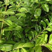 Prunus laur. 'Genolia' 100-125 half oktober leverbaar 